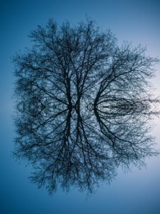 reflecting photo of bare tree on focus photography