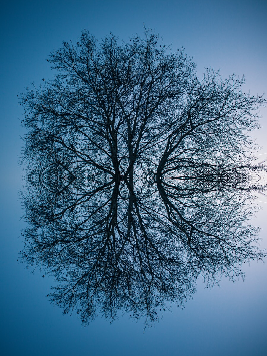 reflecting photo of bare tree on focus photography